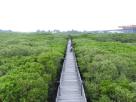 新豐紅樹林生態保護區