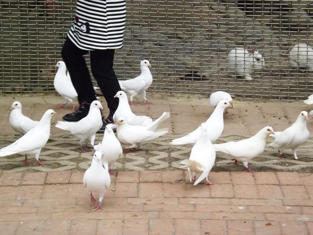 羊世界牧場的圖片：整群的白鴿子