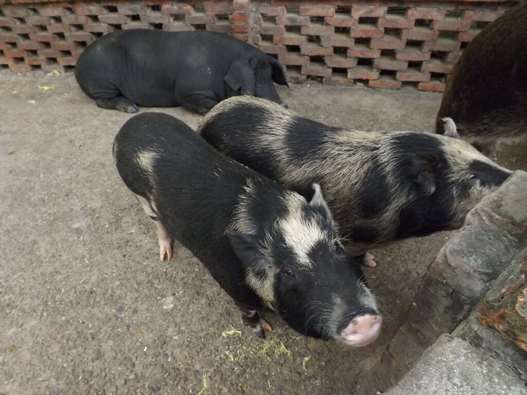 羊世界牧場的圖片：豬圈內的小豬