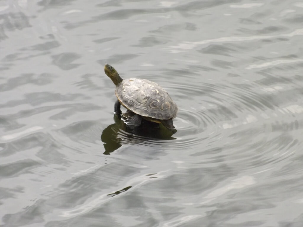 三坑自然生態公園的圖片：湖面石頭上的烏龜正在做日光浴