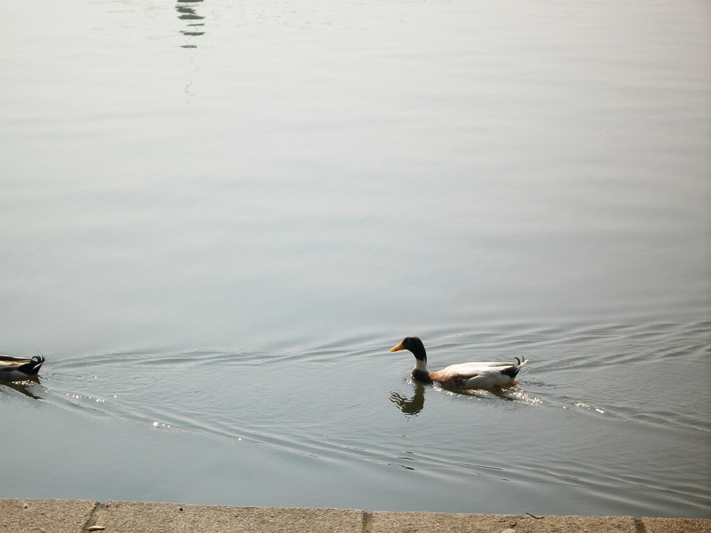 龍潭觀光大池（龍潭大池）的圖片：水面上優游的鴨子