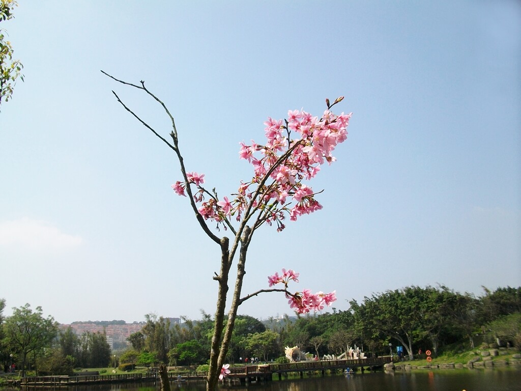 龍潭觀光大池（龍潭大池）的圖片：櫻花樹