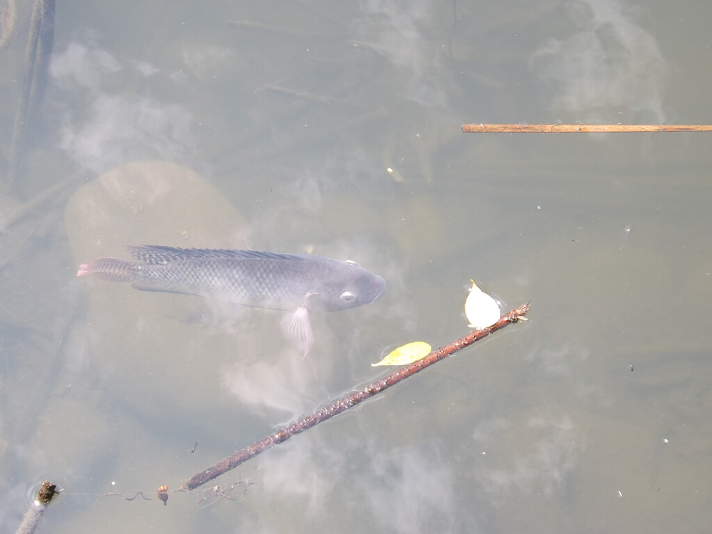 青塘園的圖片：水裡常見的吳郭魚