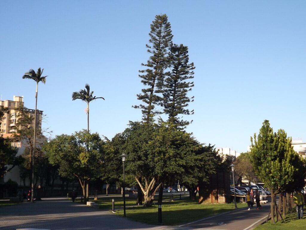 楓樹腳公園的圖片：特別高聳的松樹