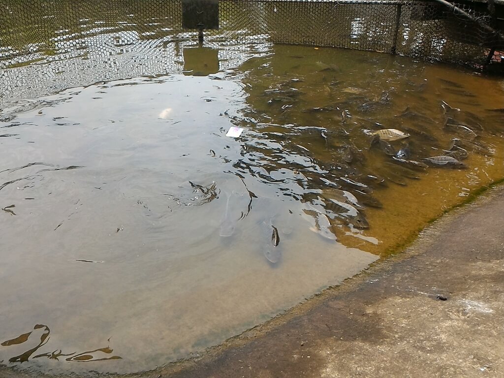 青松農場的圖片：魚池內圈養了許多吳郭魚