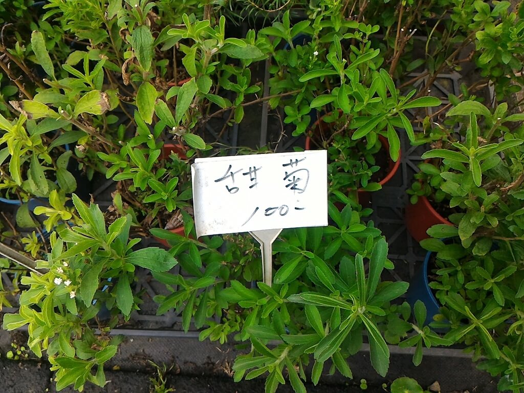 青松農場的圖片：甜菊