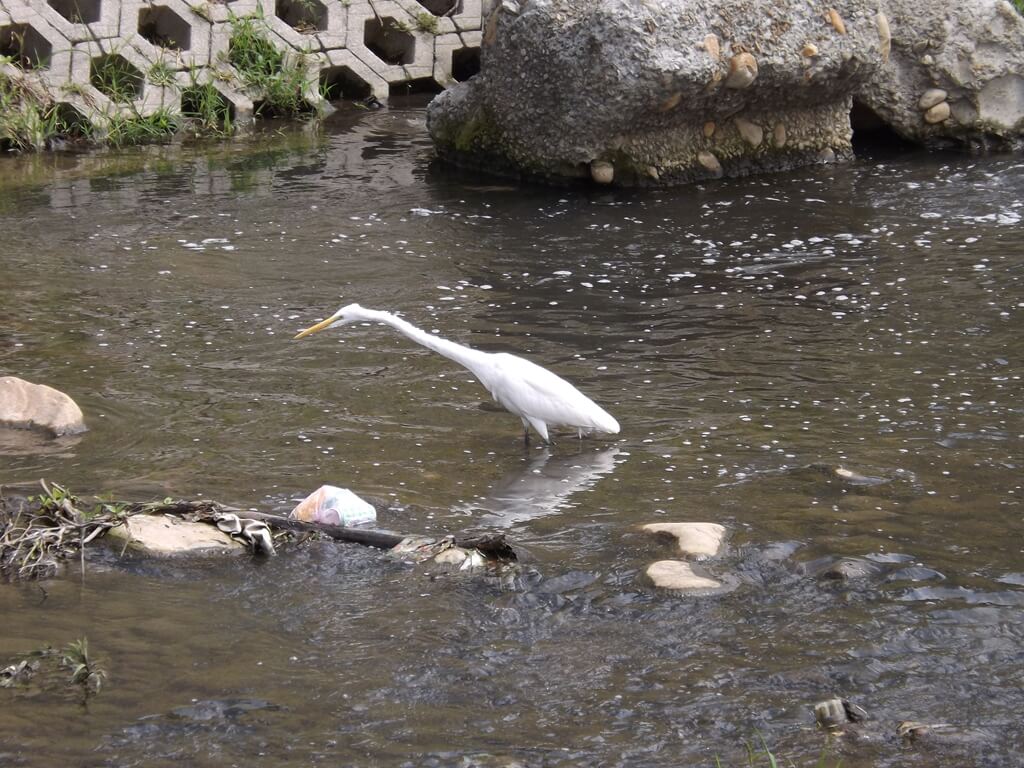 桃園市三民運動公園的圖片：南崁溪中的白鷺鷥