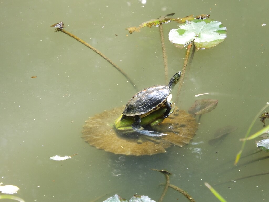 虎頭山公園（桃園市）的圖片：烏龜