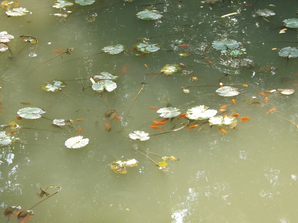 虎頭山公園（桃園市）的圖片：生態水池內的魚