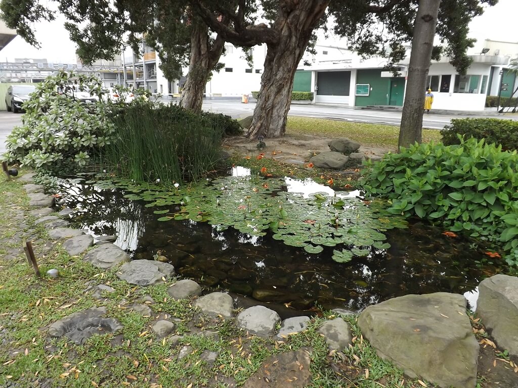 南僑桃園觀光體驗工廠的圖片：很小的生態水池