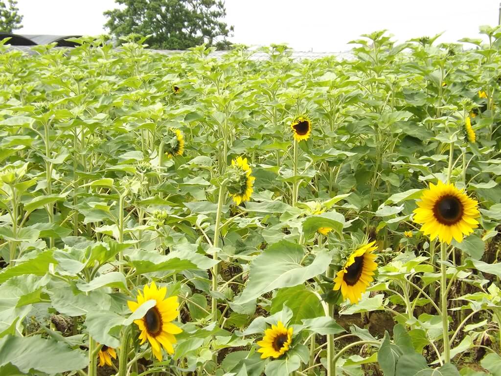向陽農場的圖片：準備開花的向日葵農田