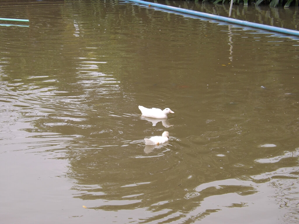 向陽農場的圖片：優游水面的鴨子