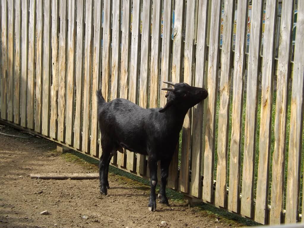 向陽農場的圖片：黑山羊
