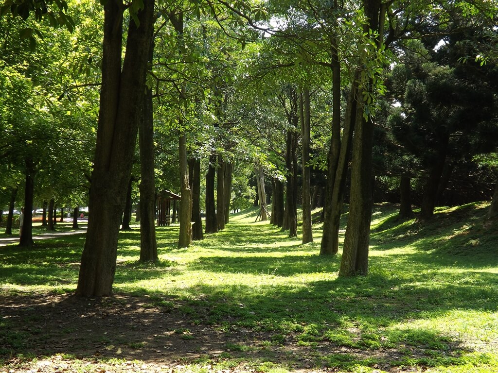 大溪埔頂公園的圖片：排列整齊的大樹與綠地