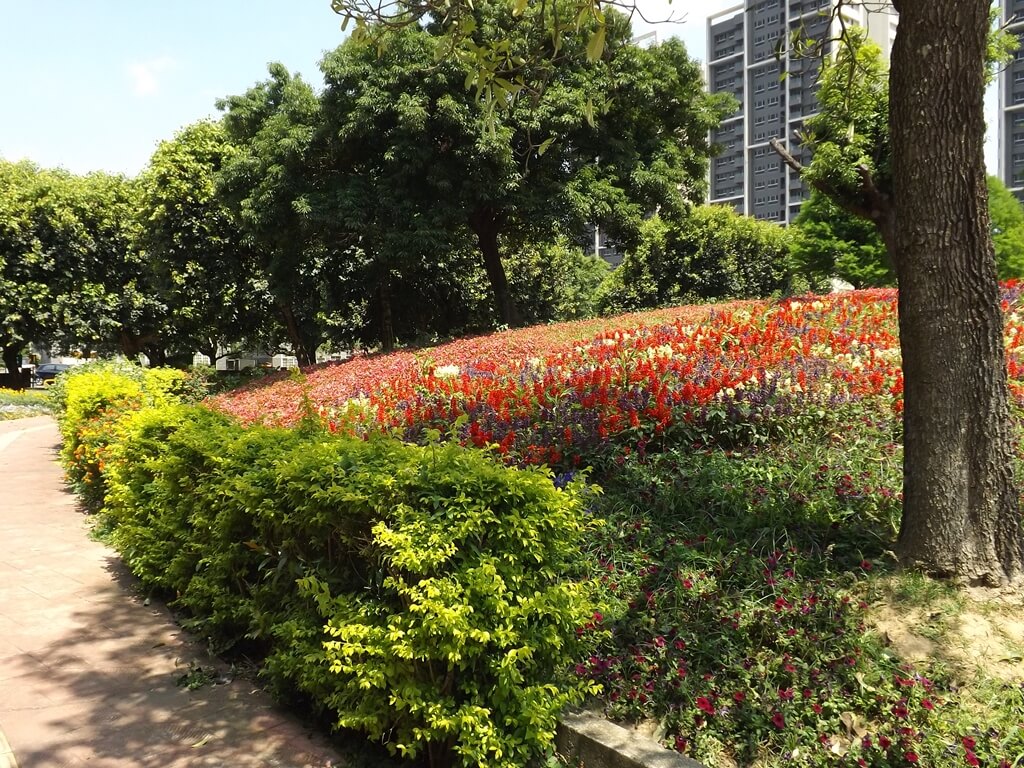 大溪埔頂公園的圖片：沿著小坡盛開的紅色草花