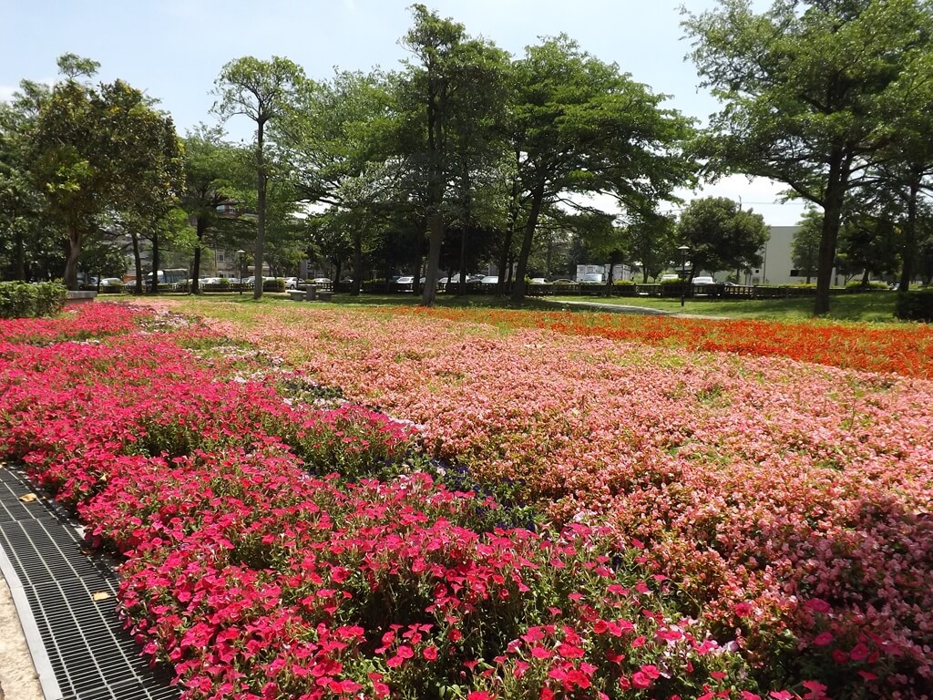 大溪埔頂公園的圖片：桃紅色與粉紅色相間的花圃