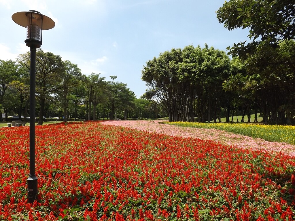 大溪埔頂公園的圖片：天然地毯般優美的草花花圃