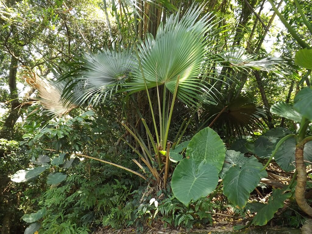 齋明寺古道的圖片：古道旁的原始植物豐富且茂盛