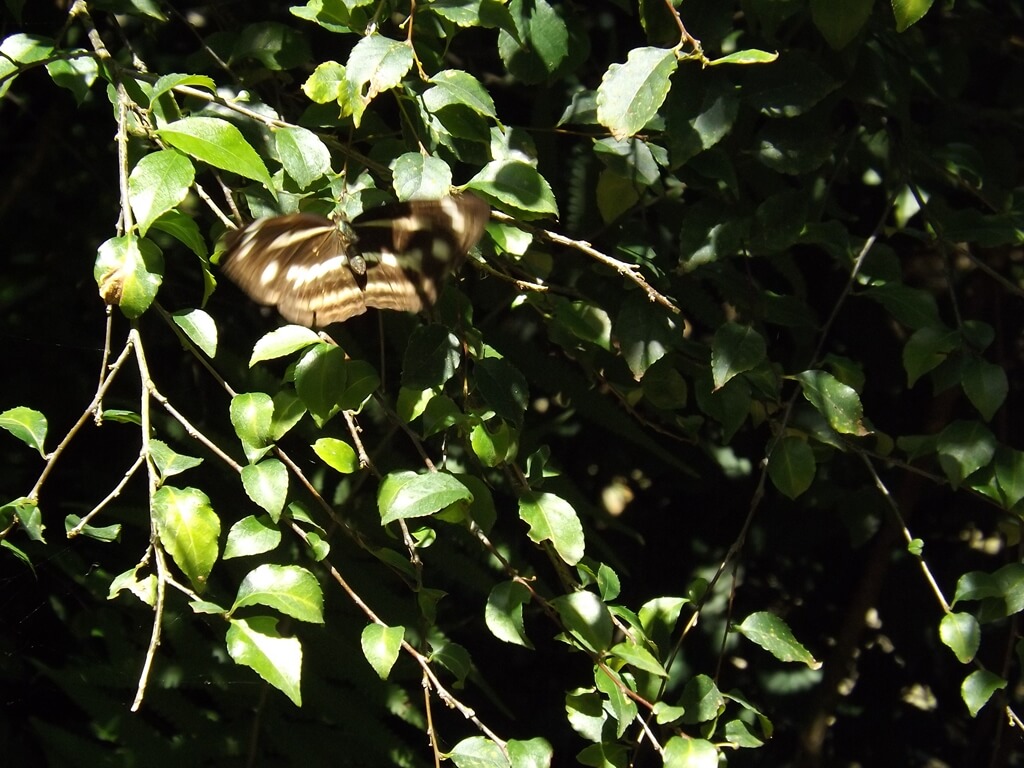 齋明寺古道的圖片：古道旁樹叢出現的蝴蝶