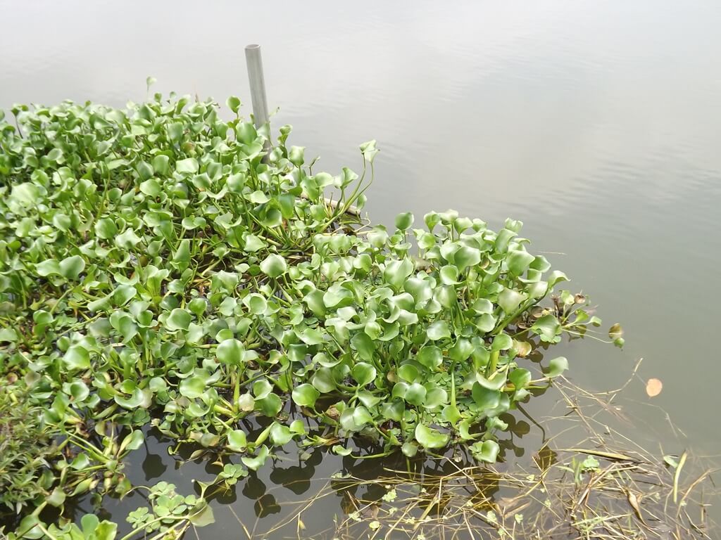 新竹青草湖的圖片：湖邊的水生植物
