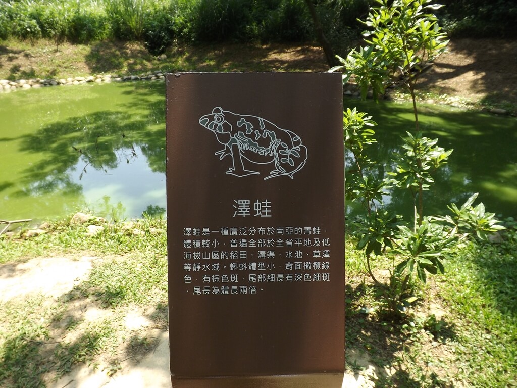 新竹青青草原的圖片：澤蛙介紹看板