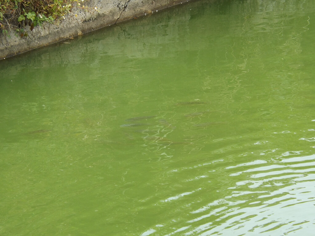 霄裡大池（霄裡池）的圖片：綠色的池水裡有很多吳郭魚