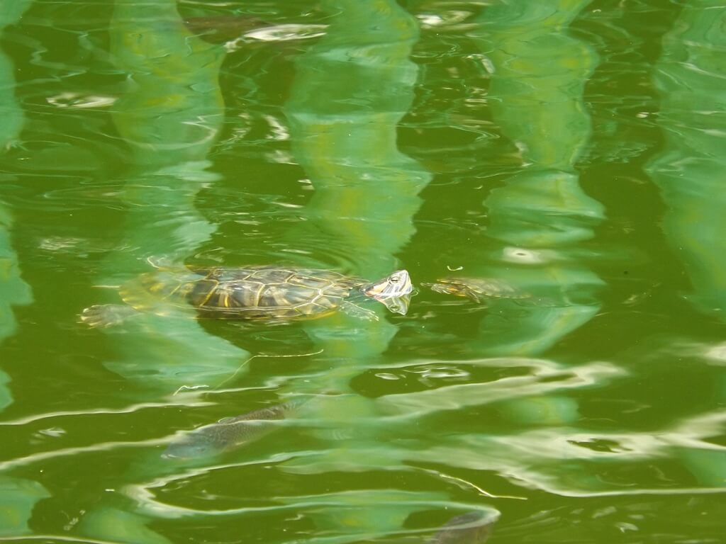 平鎮三崇宮的圖片：水池裡有養烏龜