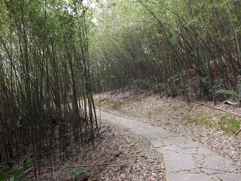 心鮮森林（已歇業）的圖片：竹林步道圖一