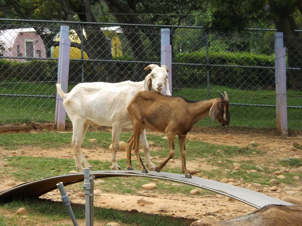 小叮噹科學主題樂園的圖片：兩隻努比亞山羊