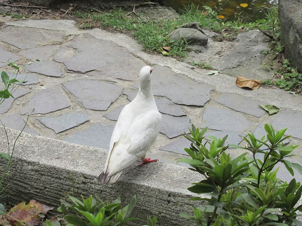 二二八和平紀念公園的圖片：白鴿 2