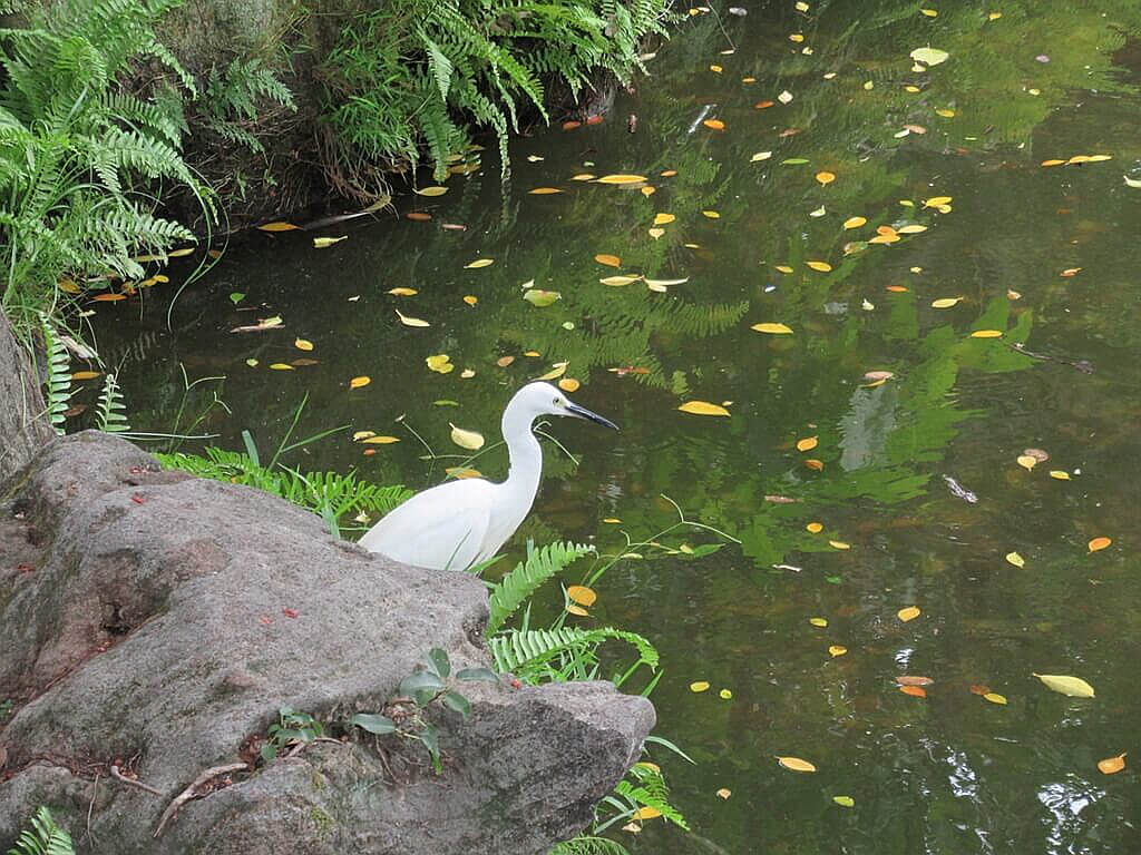 二二八和平紀念公園的圖片：池邊的白鷺鷥