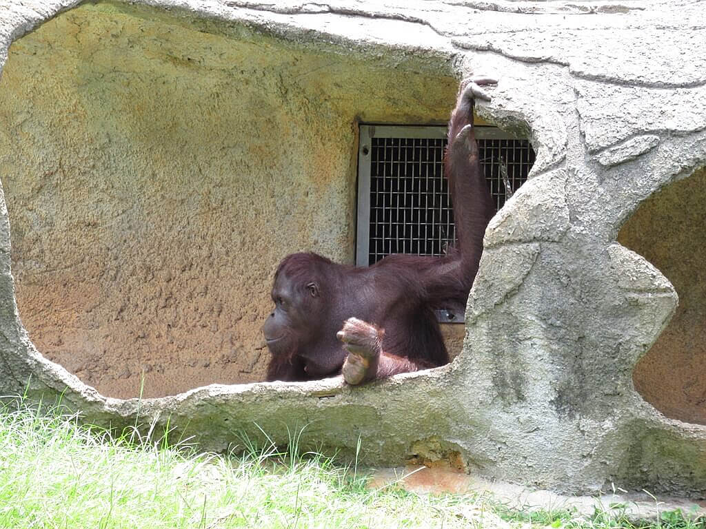 六福村主題遊樂園的圖片：紅毛猩猩