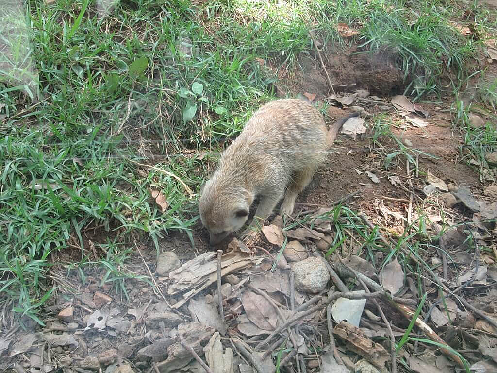 六福村主題遊樂園的圖片：挖洞的狐獴圖一