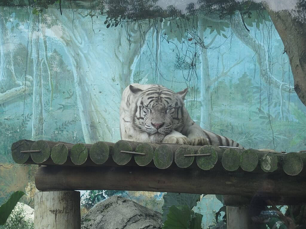 六福村主題遊樂園的圖片：睡覺中的白老虎