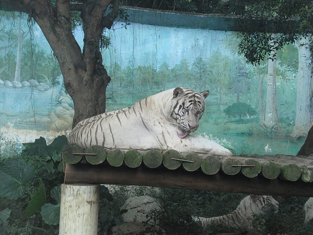 六福村主題遊樂園的圖片：剛睡醒的白老虎
