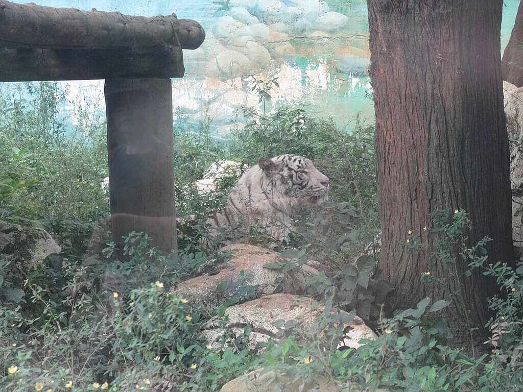 六福村主題遊樂園的圖片：草叢裡的白老虎