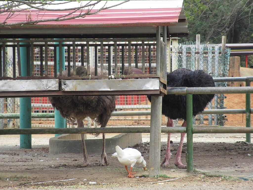 六福村主題遊樂園的圖片：兩隻覓食中的鴕鳥以及小白鵝