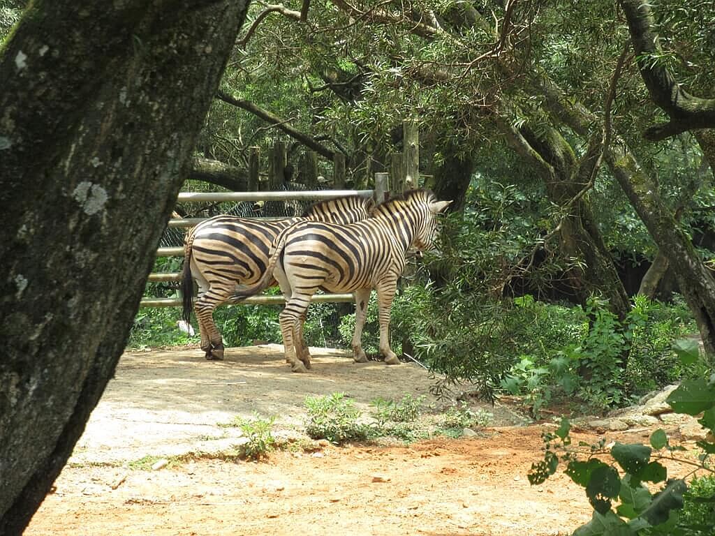 六福村主題遊樂園的圖片：樹叢後的兩匹斑馬