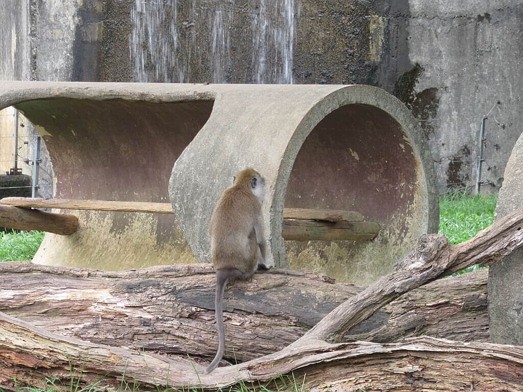 六福村主題遊樂園的圖片：食蟹猴的背部