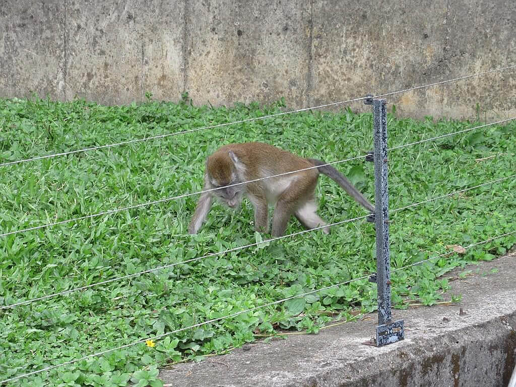 六福村主題遊樂園的圖片：草地上的食蟹猴