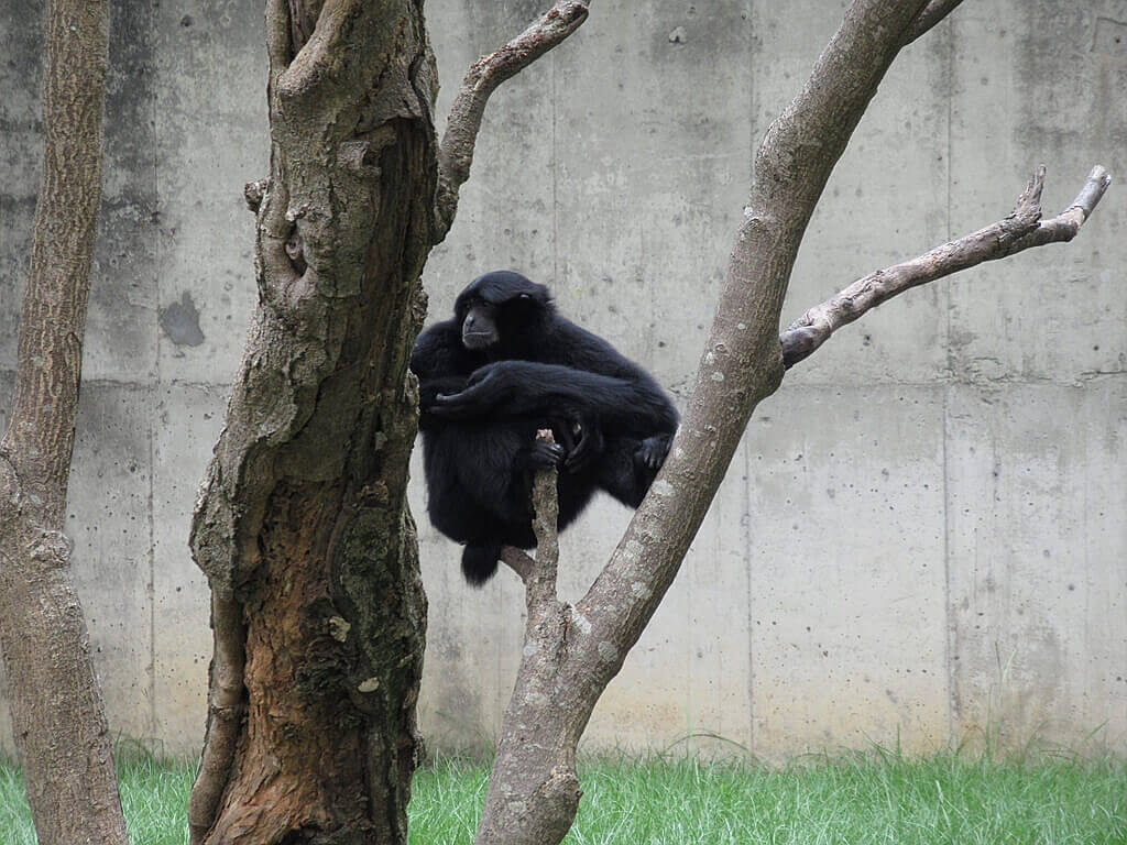 六福村主題遊樂園的圖片：樹上有隻黑手長臂猿