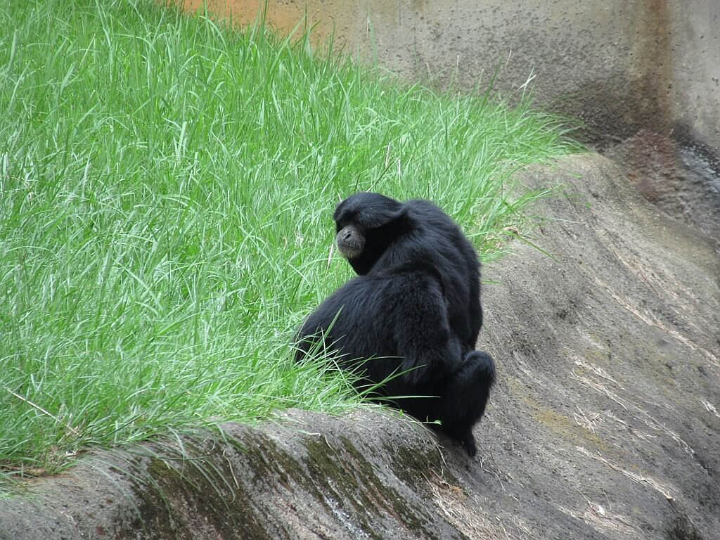 六福村主題遊樂園的圖片：岸邊的黑手長臂猿