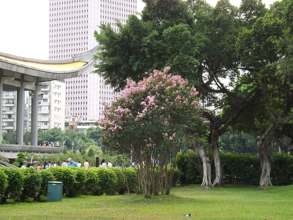 國父紀念館的圖片：中山公園內的櫻花樹