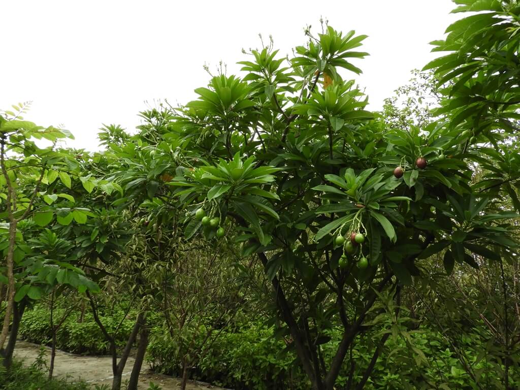台灣地景花園 Taiwan Land Art Garden（結束營業）的圖片：已結果的海檬果樹