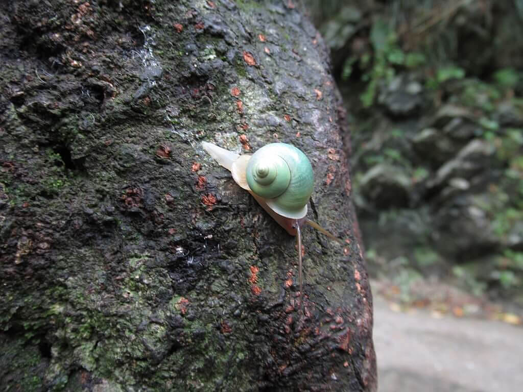 砂卡礑步道（太魯閣國家公園景觀步道）的圖片：綠色的蝸牛