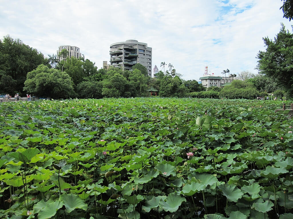 台北植物園的圖片：整片的荷花園