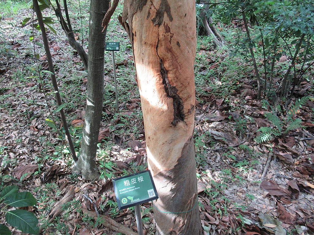 台北植物園的圖片：粗皮桉
