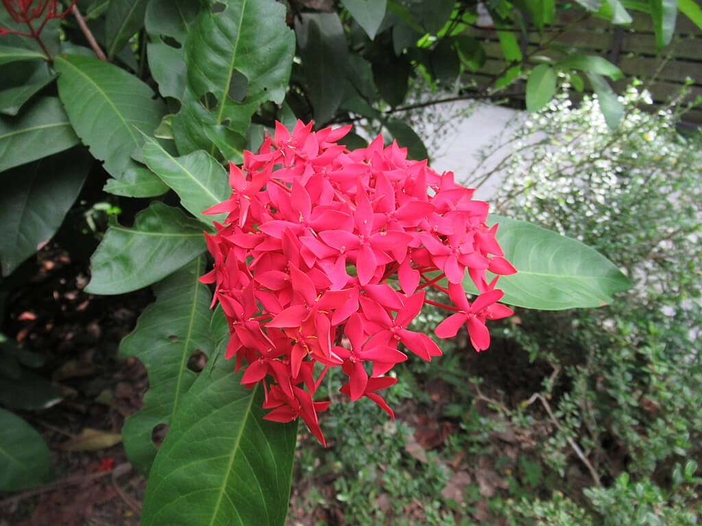 台北植物園的圖片：大王仙丹開紅花