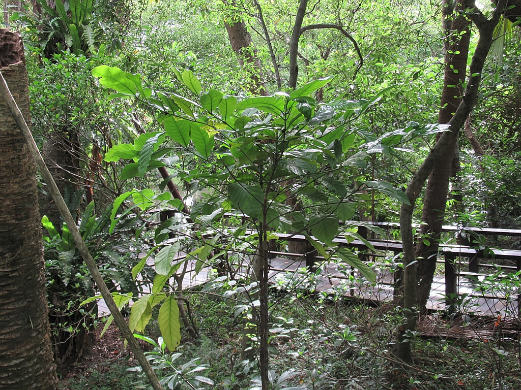 台北植物園的圖片：賴比瑞亞咖啡樹