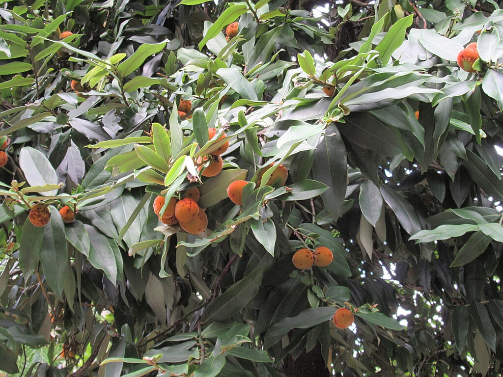 台北植物園的圖片：毛柿